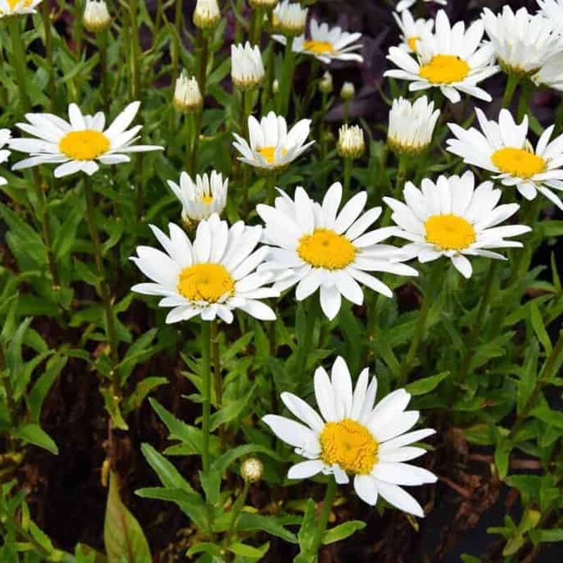 Leucanthemum × superbum 'Snowcap' ---